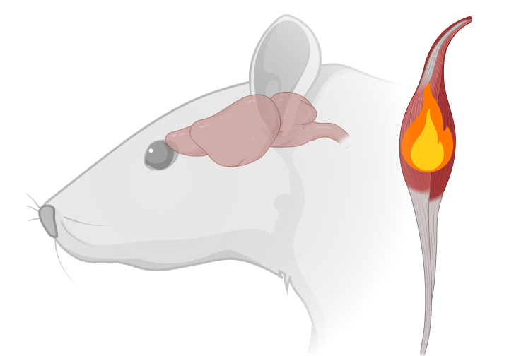 Lab Rat